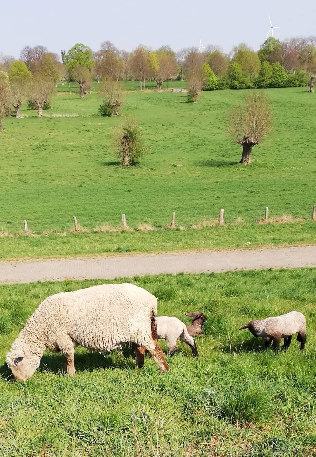 Das Bild zeigt ein Schaf mit seinen Lämmern auf dem Rheindeich